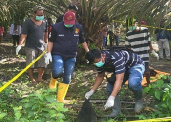 Penemuan Kerangka Manusia Berserakan di Kebun Sawit Muba