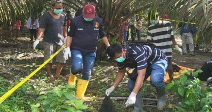 Penemuan Kerangka Manusia Berserakan di Kebun Sawit Muba