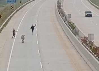 Viral Sapi Masuk Jalan Tol Kisaran, Polisi Cek Lokasi