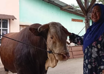 Presiden Jokowi Kurban 68 Sapi, Satu Sapi Setiap Provinsi, Sumsel Juga Dapat tapi Dikemanakan Sisa Sapi Lainnya?
