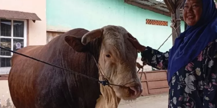 Presiden Jokowi Kurban 68 Sapi, Satu Sapi Setiap Provinsi, Sumsel Juga Dapat tapi Dikemanakan Sisa Sapi Lainnya?