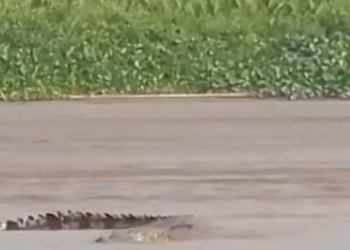 Viral Penampakan Buaya di Sungai Musi, Camat Gandus Minta Warga Hati-hati