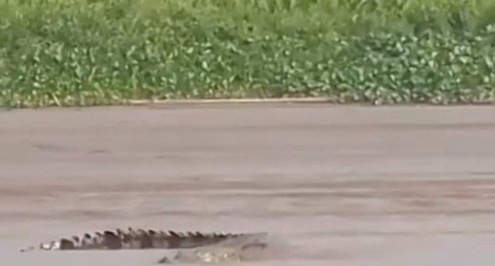 Viral Penampakan Buaya di Sungai Musi, Camat Gandus Minta Warga Hati-hati
