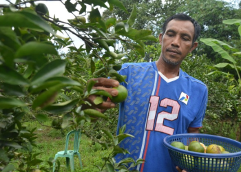 Kisah Sukses Transmigran Lewat Pertanian Organik di Muara Enim