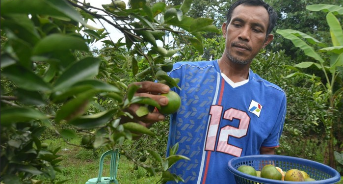 Kisah Sukses Transmigran Lewat Pertanian Organik di Muara Enim