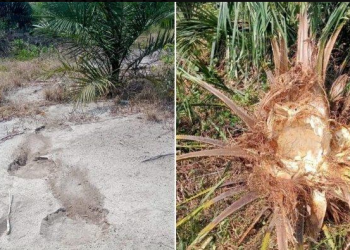 Gajah Liar Masuk Kebun dan Makan Sawit di Karang Dapo Muratara, Warga Khawatir Masuk ke Perkampungan