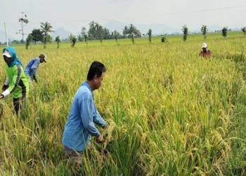Hama Wereng dan Tungro Menyerang, Petani Padi di Musi Rawas Gelisah Hasil Panen Menurun