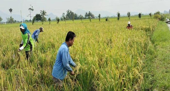 Hama Wereng dan Tungro Menyerang, Petani Padi di Musi Rawas Gelisah Hasil Panen Menurun
