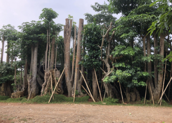 Pohon Pule Besar di Taman