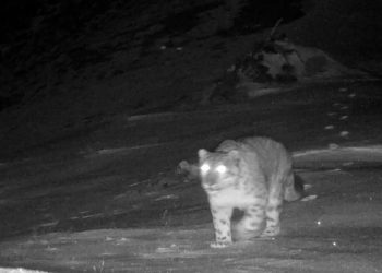 Kamera Inframerah Tangkap Gambar Dua Macan Tutul Salju Langka di Yunnan, China