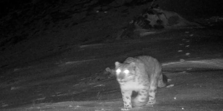 Kamera Inframerah Tangkap Gambar Dua Macan Tutul Salju Langka di Yunnan, China