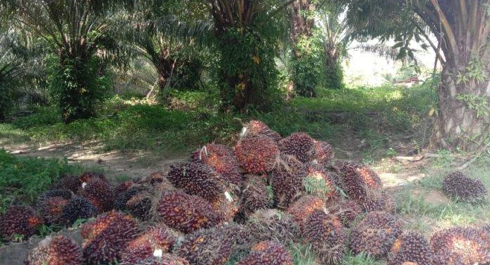 Para Petani Sawit di OKU Girang, Harga Buah Sawit Terus Perlahan Naik, Lebih Menjanjikan Dari Karet