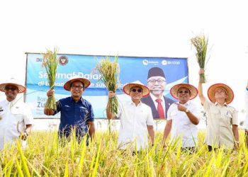 Bapanas Dorong Penggunaan Bibit Padi Unggul untuk Capai Swasembada Pangan