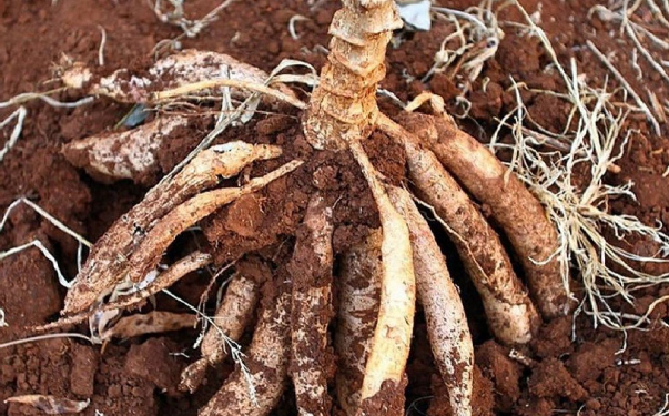 Harga Singkong per Kg dari Petani