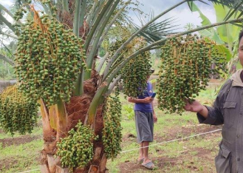 Viral Pohon Kurma Kini Mulai Tumbuh dan Berbuah Lebat di Pagar Alam, Buat Masyarakat Heboh