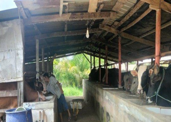 5 Puskeswan di OKI Beri Obat dan Vaksin Gratis, Berikut Gejala Penyakit Kuku dan Mulut Pada Ternak