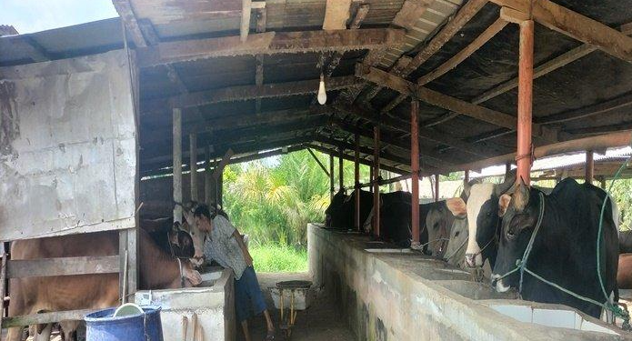 5 Puskeswan di OKI Beri Obat dan Vaksin Gratis, Berikut Gejala Penyakit Kuku dan Mulut Pada Ternak