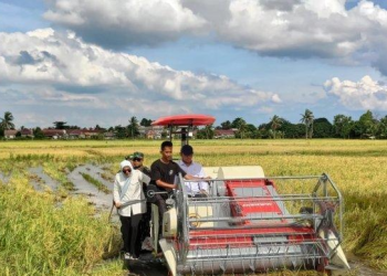 Bulog Terapkan Harga Baru, Siap Serap Gabah Petani Seharga Rp 6.500 Perkilo