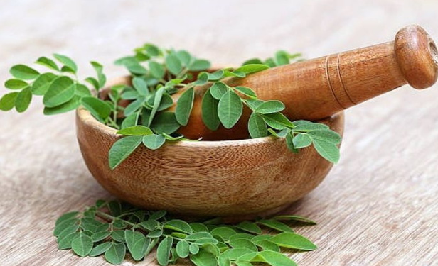 Efek Ekstrak Daun Kelor terhadap Penurunan Kadar Gula Darah pada Tikus Diabetes