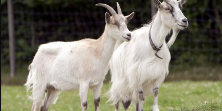 Tradisi Aqiqah Semakin Mudah: Solusi Praktis dan Islami untuk Keluarga Modern di Tangerang