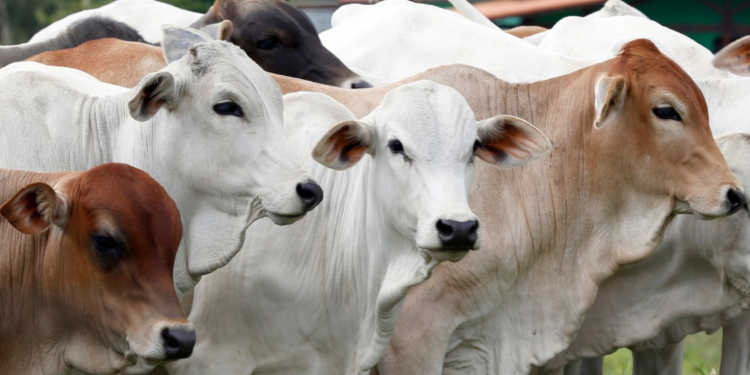 Investasi Modern yang Menjanjikan di Sektor Peternakan Lewat Ghaffar Farm