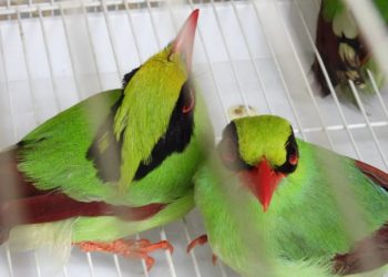 Kementerian LHK Selidiki Perdagangan 711 Burung Liar di Sumatera Selatan