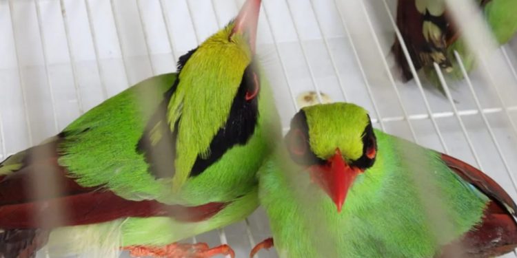 Kementerian LHK Selidiki Perdagangan 711 Burung Liar di Sumatera Selatan