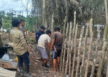 Peternak Kerbau di Lawang Kidul Apresiasi Langkah Cepat Pemkab Muara Enim Tangani Wabah Ngorok