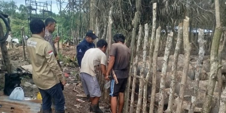 Peternak Kerbau di Lawang Kidul Apresiasi Langkah Cepat Pemkab Muara Enim Tangani Wabah Ngorok