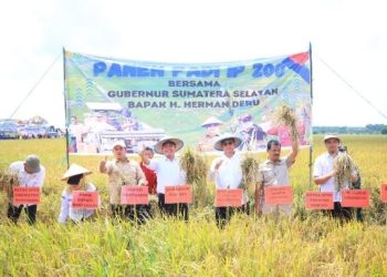 Panen Raya Padi IP 200, Sumatera Selatan Mantapkan Langkah Menuju Lumbung Beras Nasional