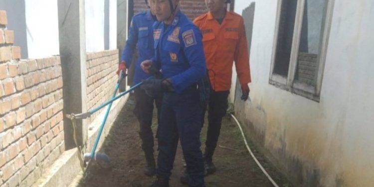 Damkar Lubuklinggau Evakuasi Ular Berbisa yang Nyaris Gigit Anak Warga