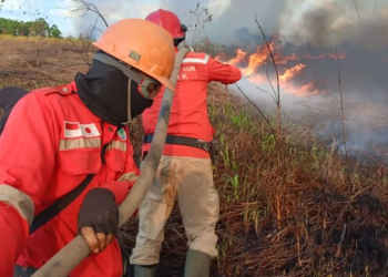 20 Hektare Lahan Sawit Siap Panen di Empat Lawang Ludes Terbakar