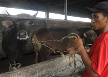 Modus Baru Pedagang Sapi di Sumsel: Loloskan Hewan dari Daerah Wabah Lewat Provinsi Tetangga