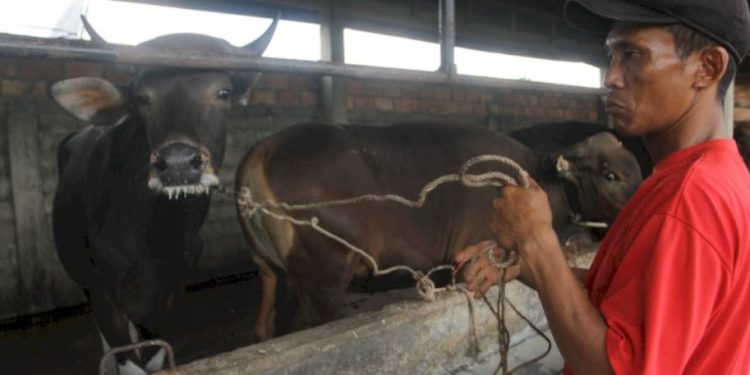 Modus Baru Pedagang Sapi di Sumsel: Loloskan Hewan dari Daerah Wabah Lewat Provinsi Tetangga