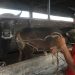 Modus Baru Pedagang Sapi di Sumsel: Loloskan Hewan dari Daerah Wabah Lewat Provinsi Tetangga