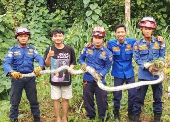 Damkar Evakuasi Ular Piton Raksasa dan Belasan Telur dari Pemukiman Warga Palembang