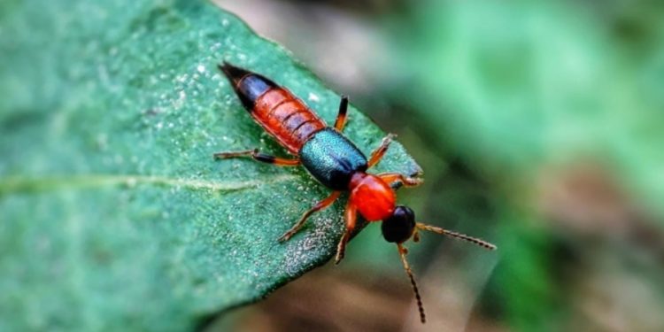 Jangan Dipukul! Ini Kesalahan Fatal Saat Bertemu Tomcat