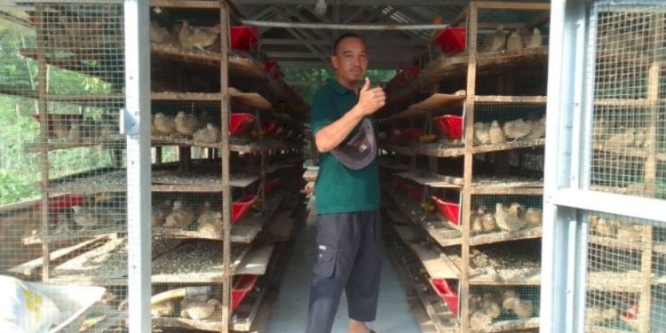 Dari Lahan Bekas Tambang, Agus Kholik Ubah Hobi Ternak Puyuh Jadi Sumber Ekonomi Warga
